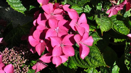 Red Bush Flowers