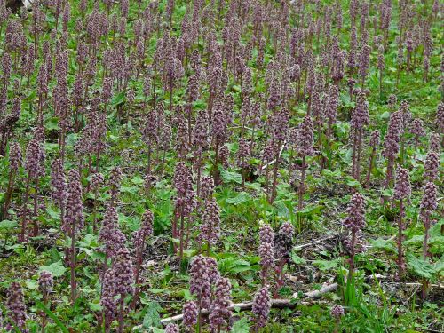 red butterbur butterbur plant