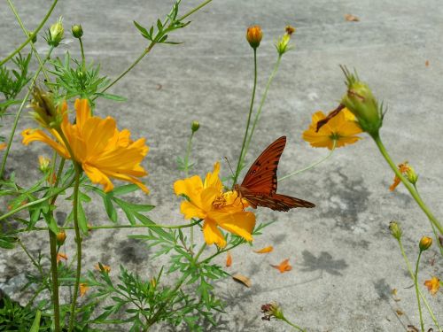 red butterfly flowers shadow