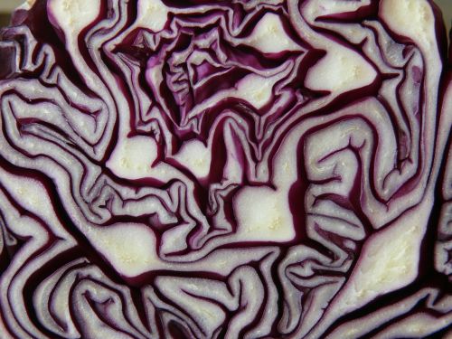 red cabbage cabbage red