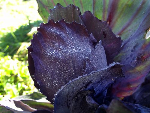 red cabbage close violet