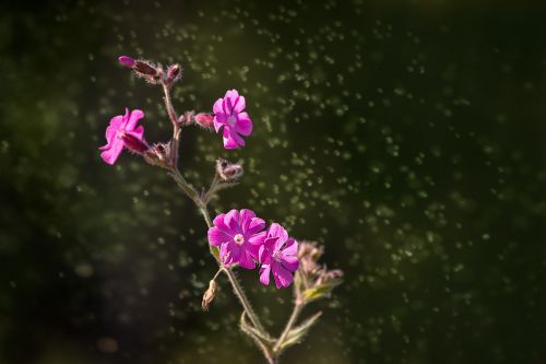 red campion heath orchid blossom