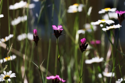 red campion  pink  flower