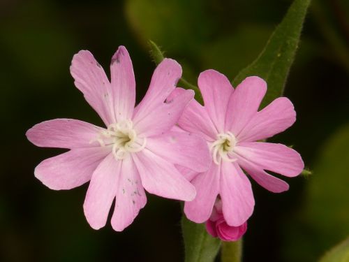 red campion campion flower