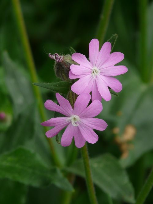 red campion campion flower