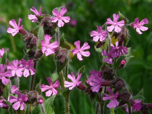 red campion campion flower