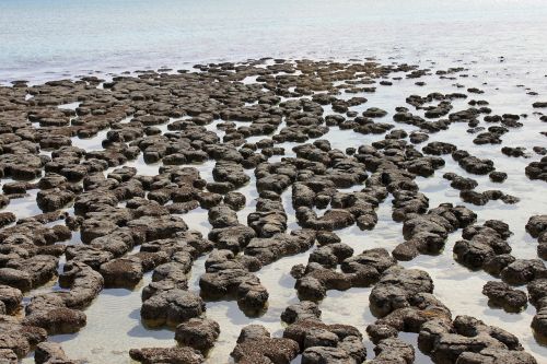 red caps australia stromatolit