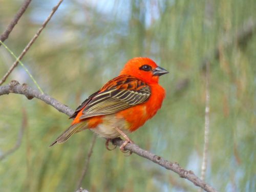red cardinal branch mauritius