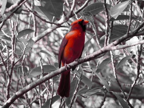 red cardinal bird bird red