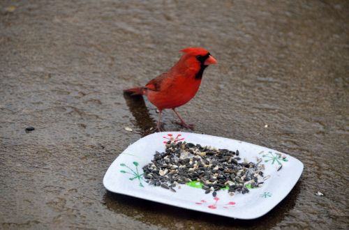 Red Cardinal Feeding On Seed