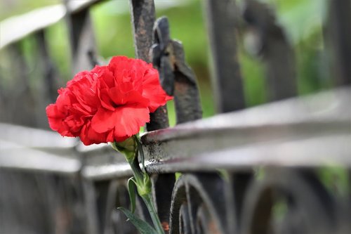 red carnation  iron fence  grave