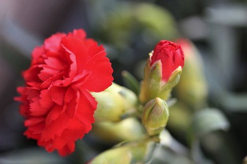 red carnation  flower  blooming