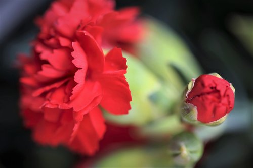 red carnations  flowers  blooming