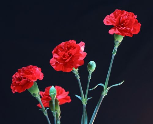 red carnations perennial floral