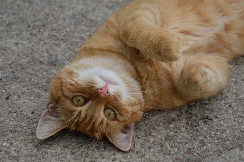 red cat crawl gatto