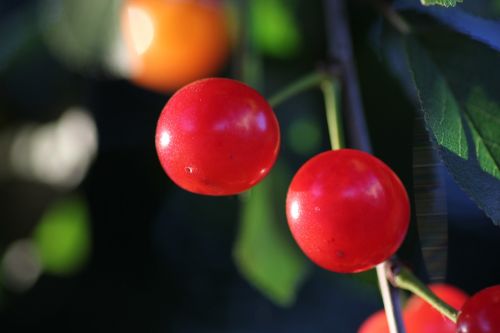 red cherry fruit fresh