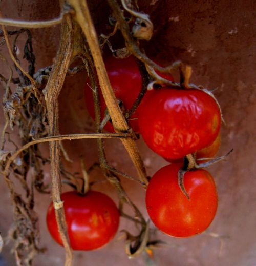 Red Cherry Tomatoes