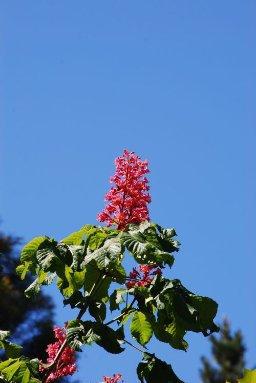 red chestnut flower flower red