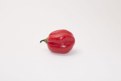 Red Chilli