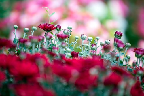 red chrysanthemums  flower  red