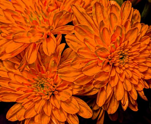 Red Chrysanthemums