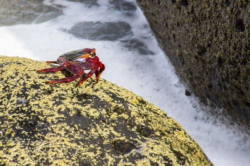 red cliff crab crab meeresbewohner