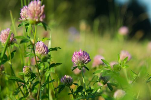 Red Clover