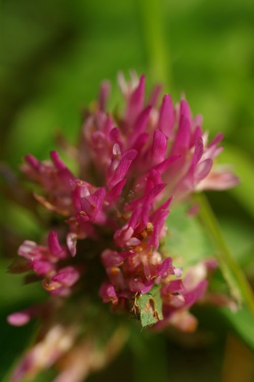 red clover blossom bloom
