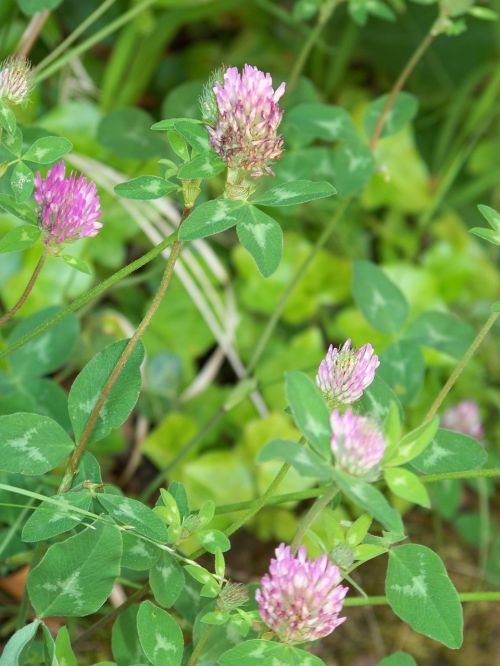 red clover woman's herb meadow