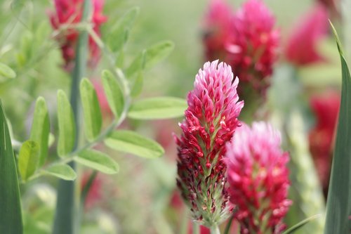 red clover  fodder plant  meadow