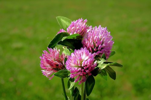 red clover  flowers  meadow