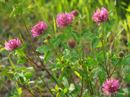 red clover flower red flower