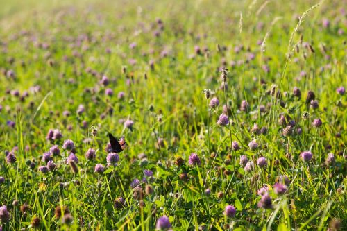 Red Clover