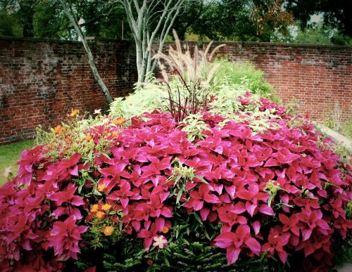 red coleus flowers garden