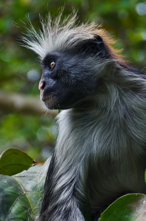 red colobus monkey monkey profile