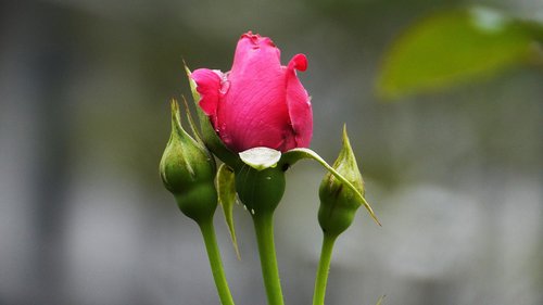 red color  flowers  nature