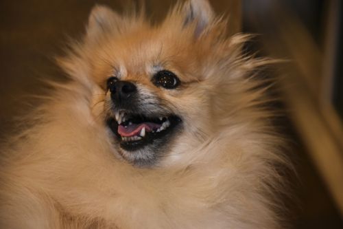 Red Colored Pomeranian Dog