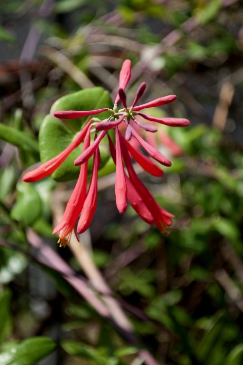 red coral bean flower cherokee bean erythina herbacea