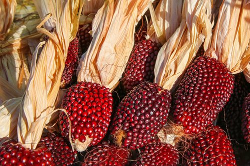red corn  kukuruz  harvest
