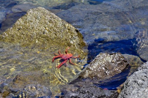 Red Crab On The Rock