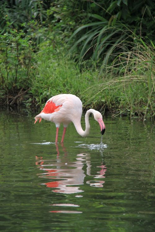 red crane birds pond