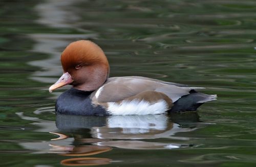 red-crested pochard duck swimming