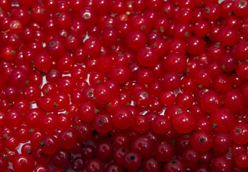 red currant currant natural