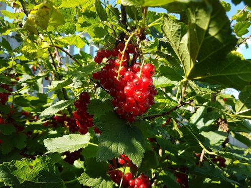 red currant berry nature