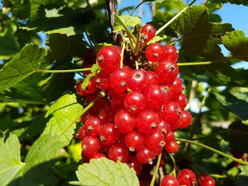 red currant berry nature