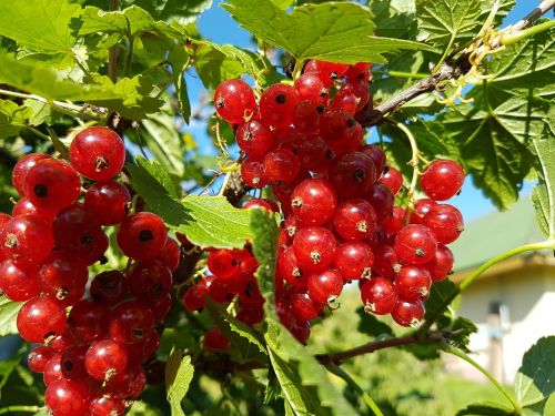 red currant berry nature