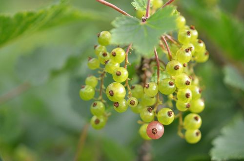 red currant berries immature