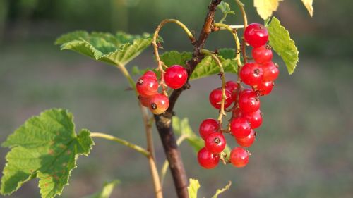 red currant fruit currant