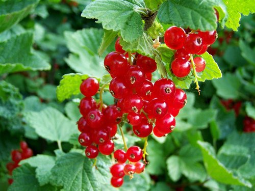 red currant  red fruit  berry crop