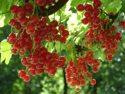 red currant currant ribes rubrum